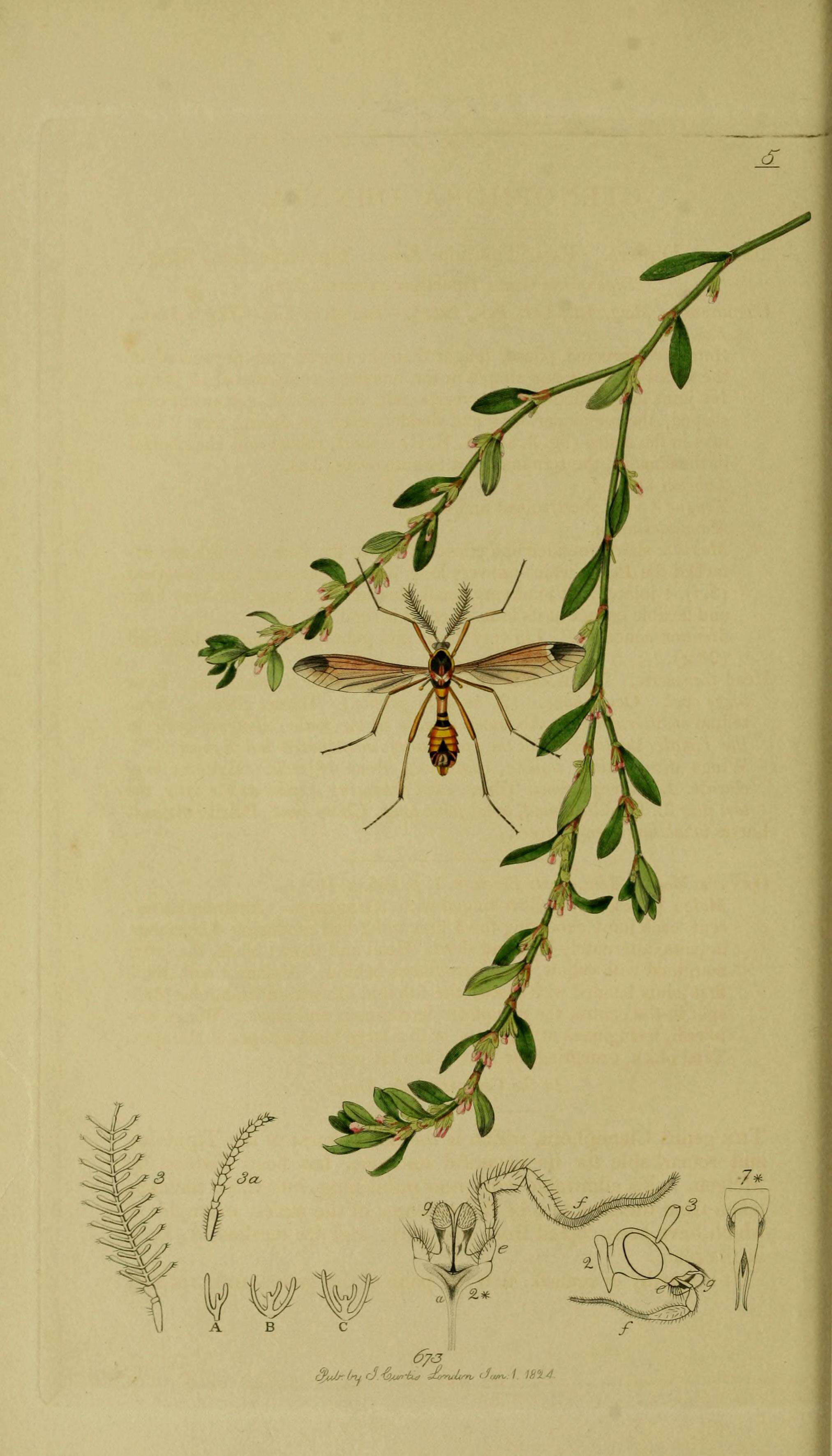 Image of Ctenophora (Cnemoncosis) ornata Meigen 1818