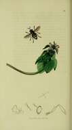 Image of Microdon mutabilis (Linnaeus 1758)