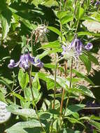 Imagem de Clematis integrifolia L.