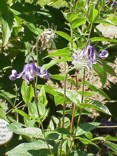 Imagem de Clematis integrifolia L.