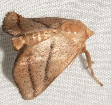 Image of Nason's Slug