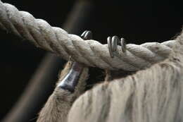 Image of two-toed sloths