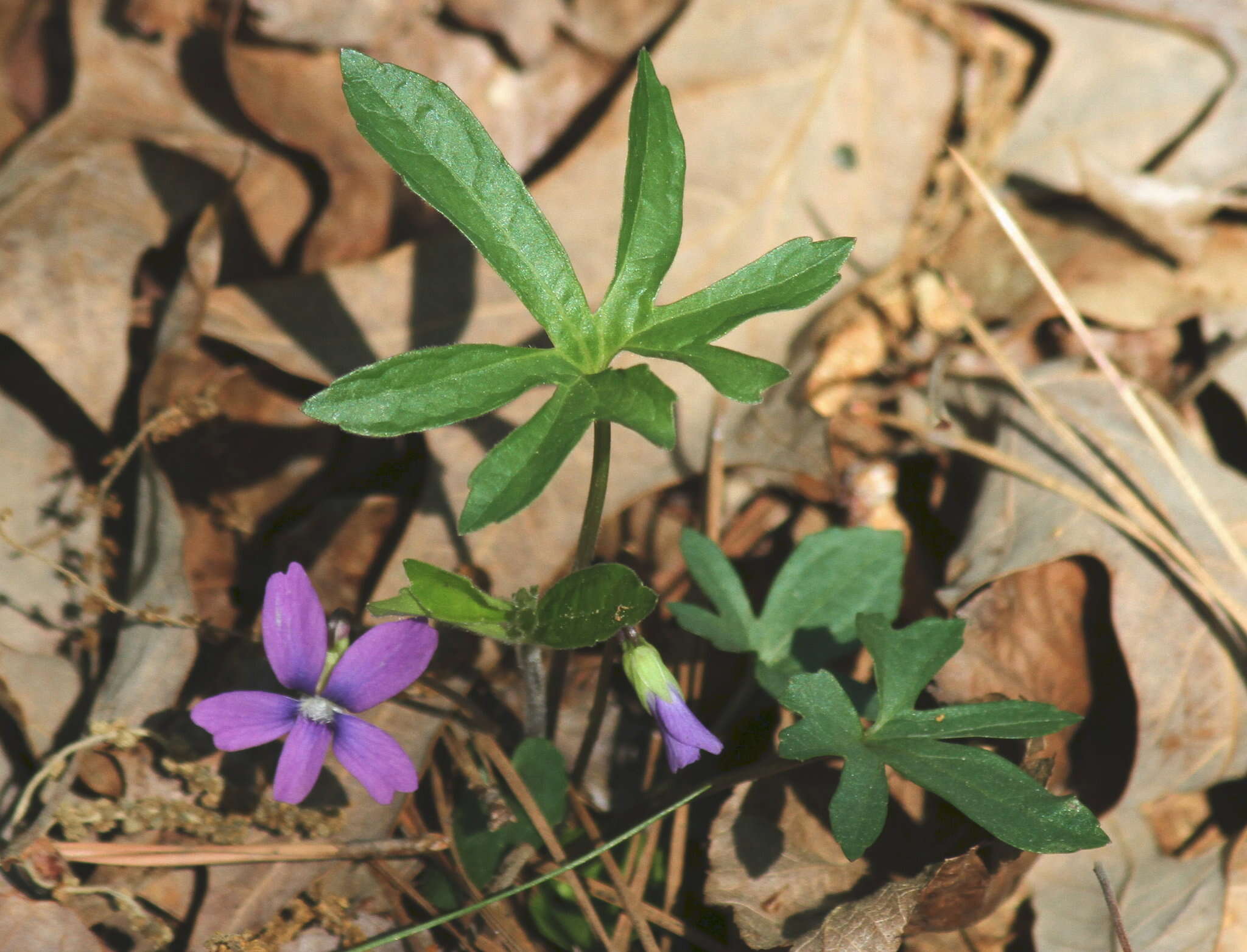 Image of Three-Lobe Violet