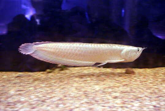 Image of silver arowana