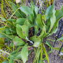 Image of harts-tongue-fern sugarbush