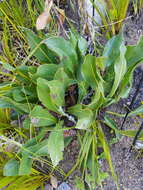 Image of harts-tongue-fern sugarbush