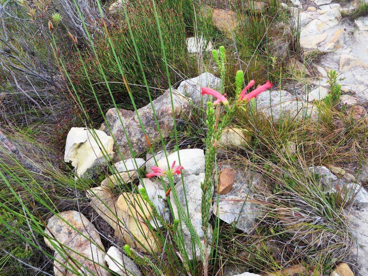 Image of Erica regia subsp. mariae (Guthrie & Bolus) E. G. H. Oliv. & I. M. Oliv.