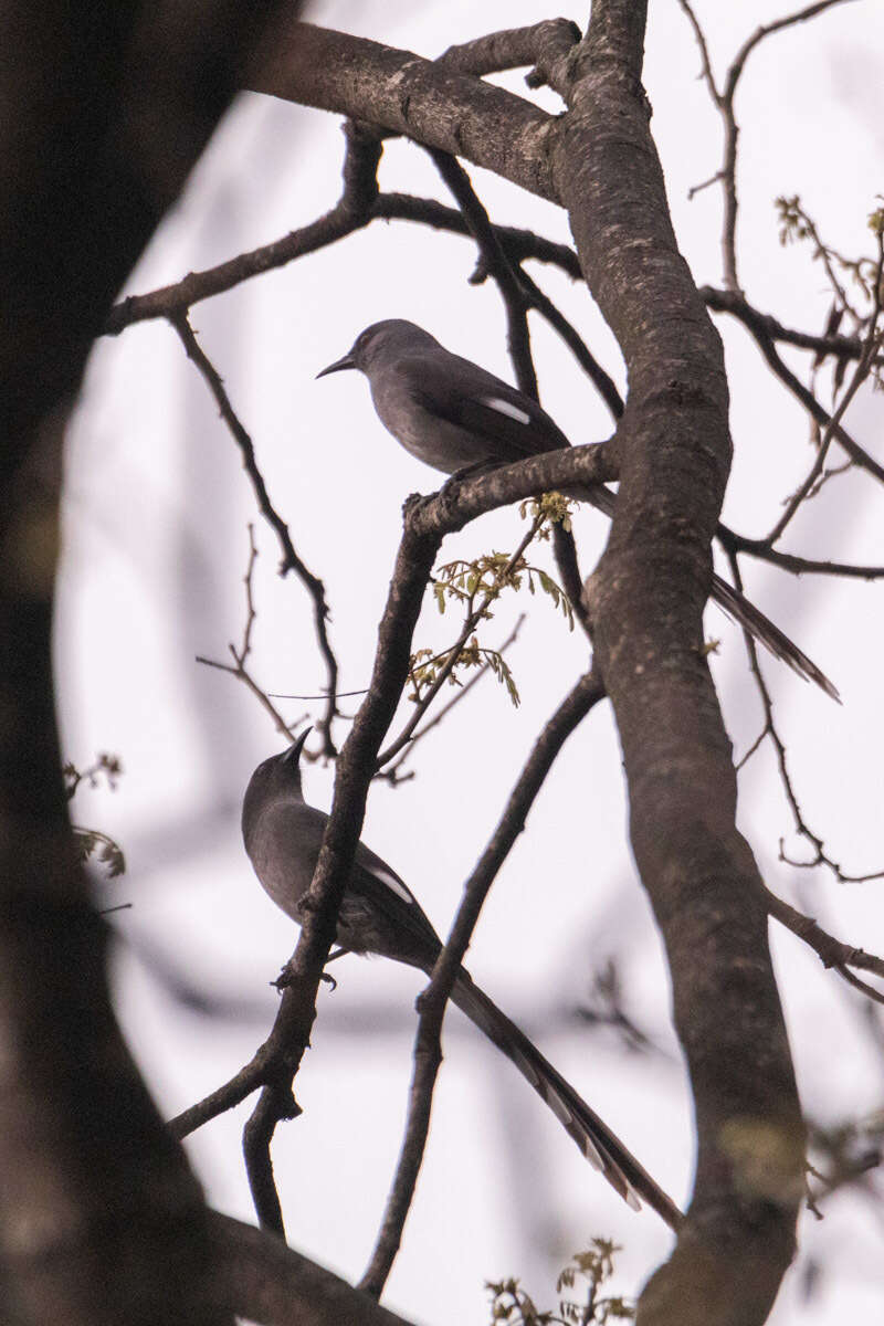 Image of Long-tailed Sibia