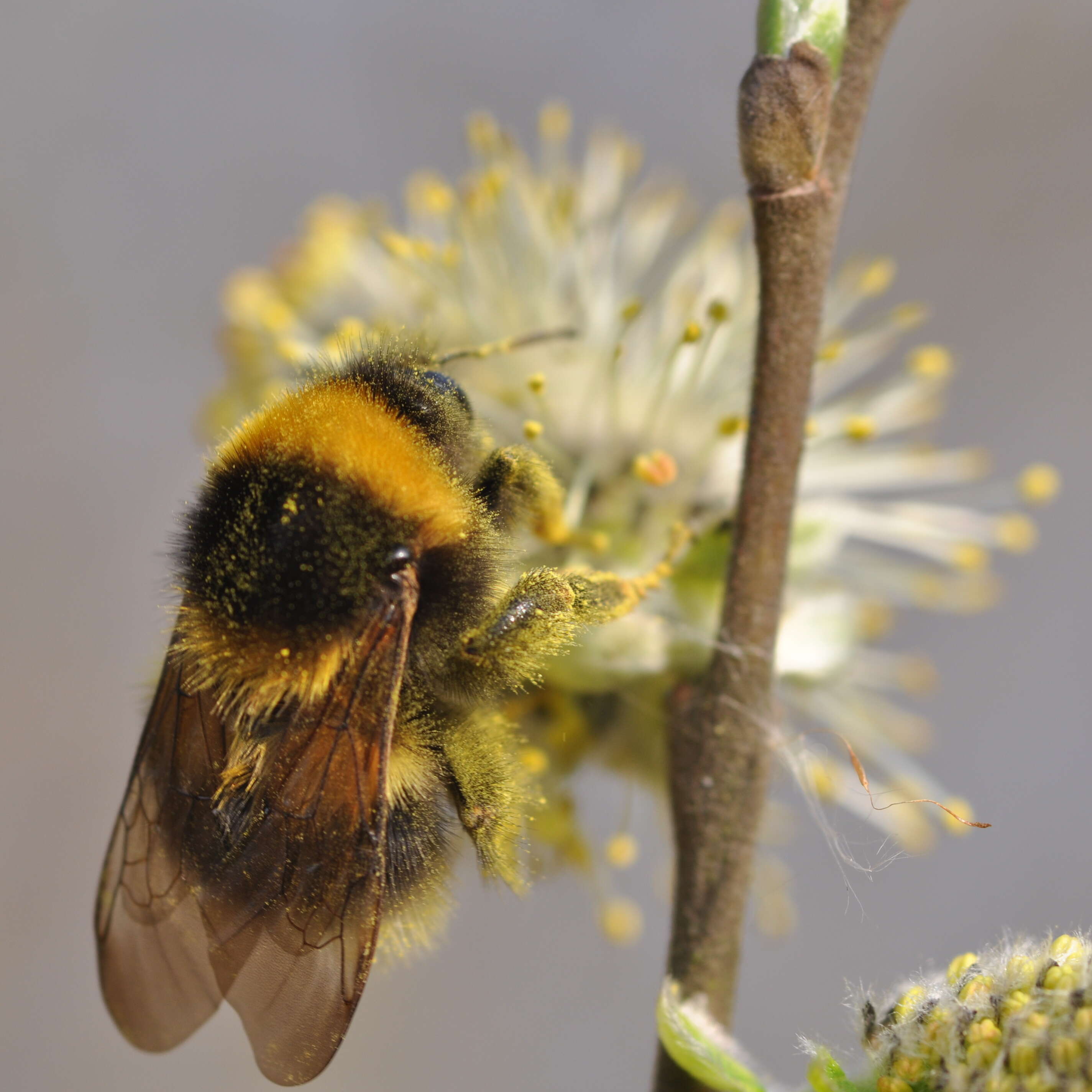 Image of Small garden bumblebee