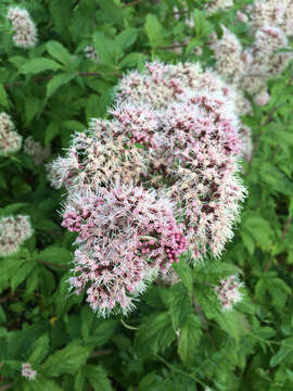 Image of hemp agrimony