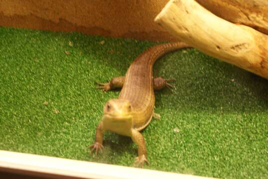 Image of Sudan plated lizard