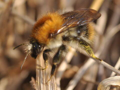 Image of Common carder bumblebee