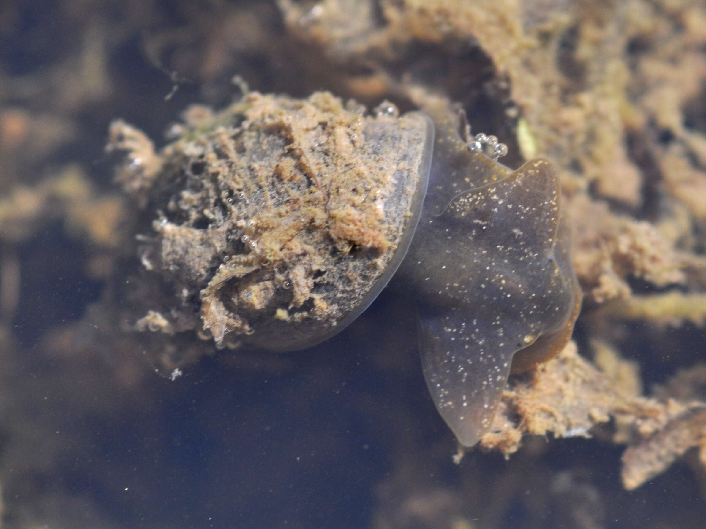 Image de Radix auricularia (Linnaeus 1758)