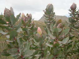 Image of Broad-leaved protea