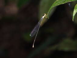 Image of Pericnemis stictica Hagen ex Selys 1863