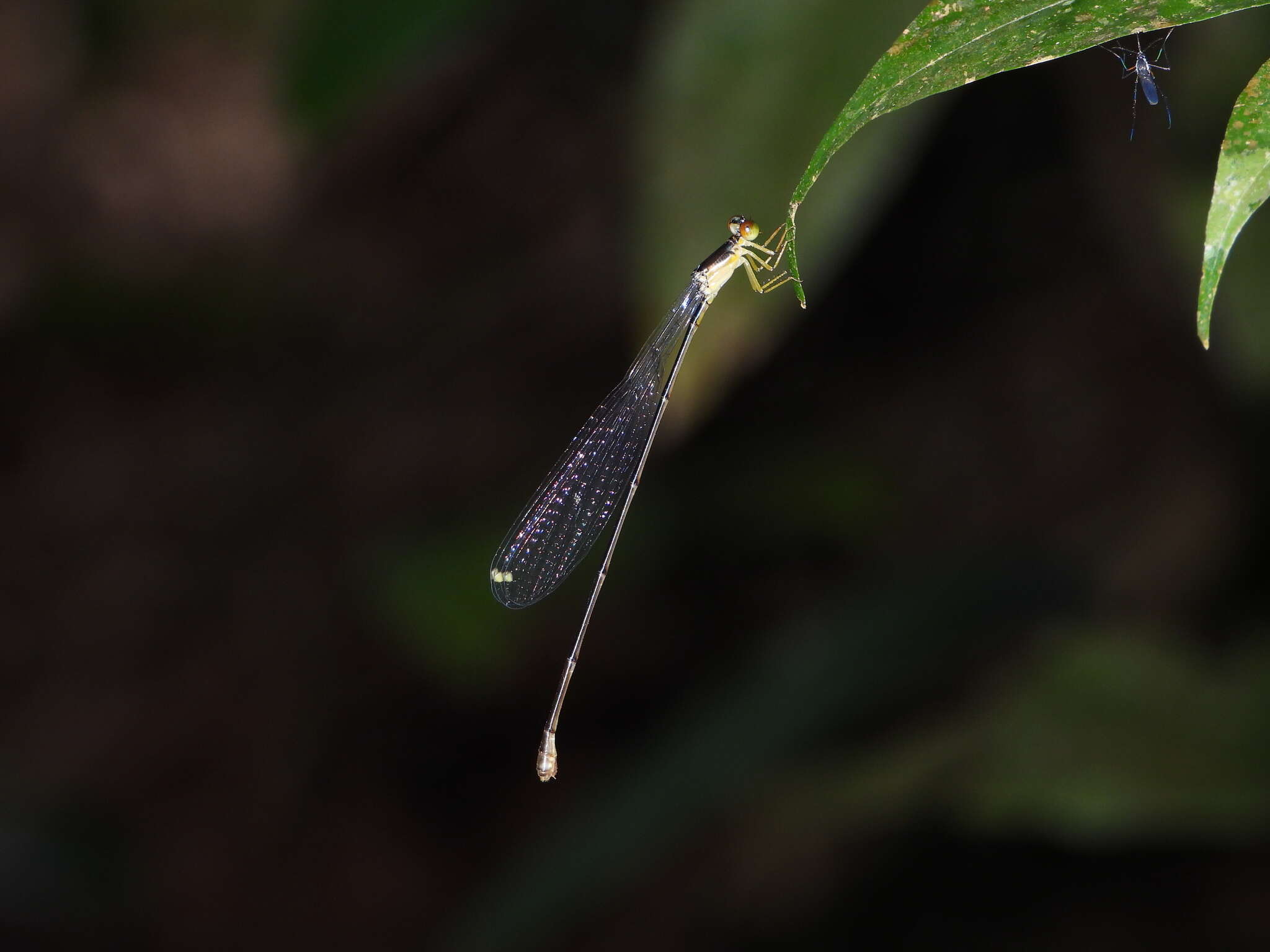 Imagem de Pericnemis stictica Hagen ex Selys 1863