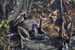 Image of Altai Brown Frog (Altai Mountains Populations)