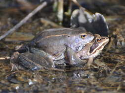 Image of Altai Brown Frog (Altai Mountains Populations)