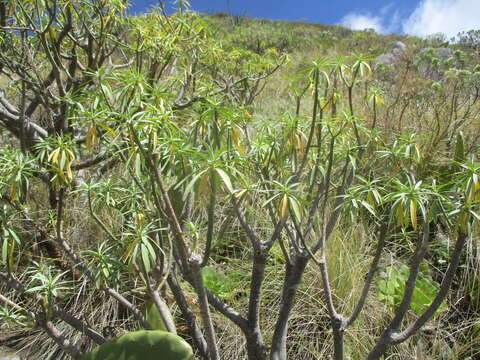 Euphorbia lamarckii Sweet resmi