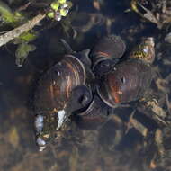 Image of Stagnicola fuscus (C. Pfeiffer 1821)