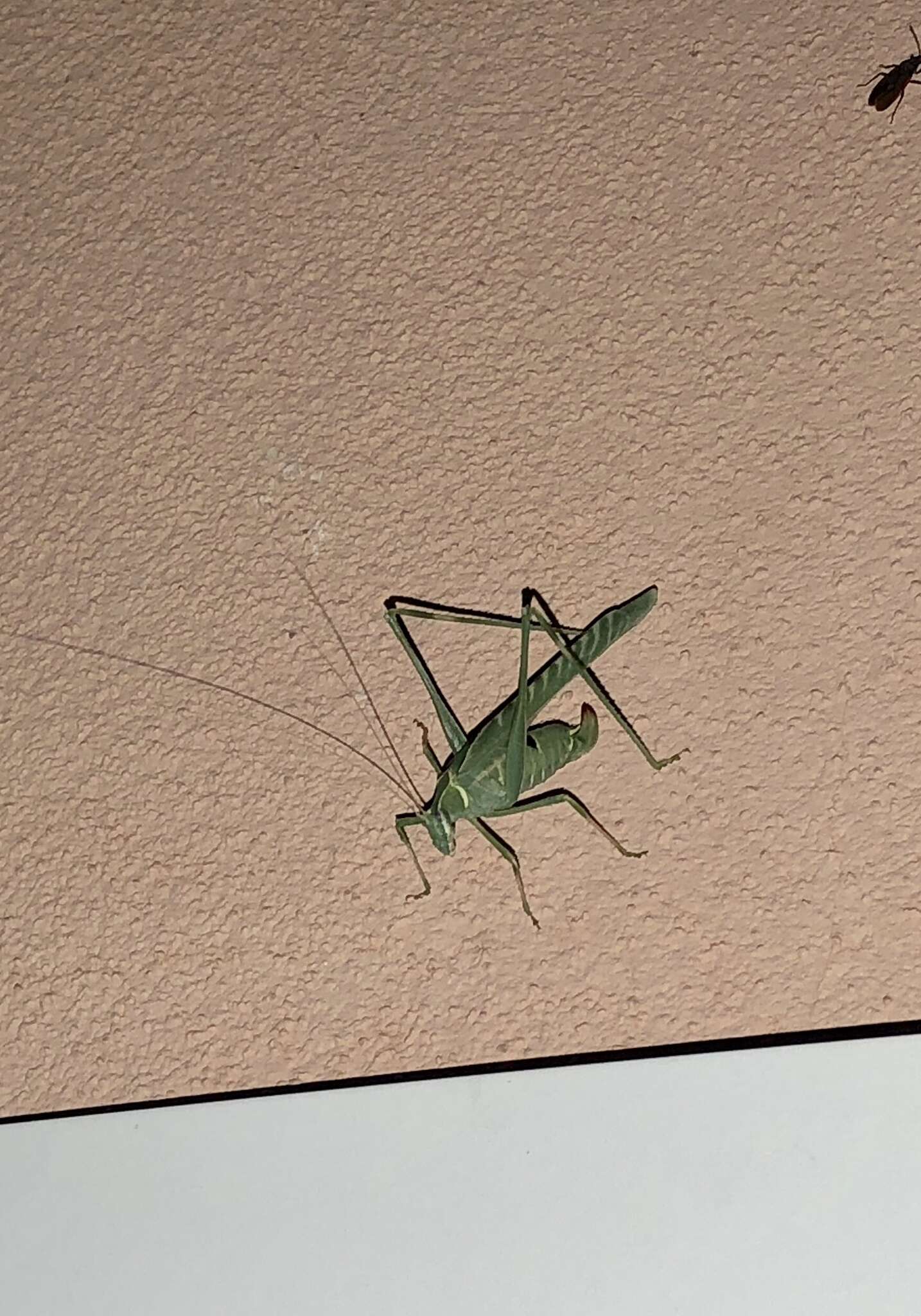 Image of Elegant Bush Katydid