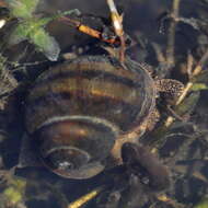 Image of Lister's River Snail