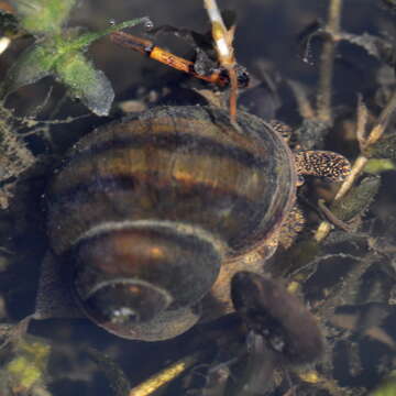 Image of Lister's River Snail