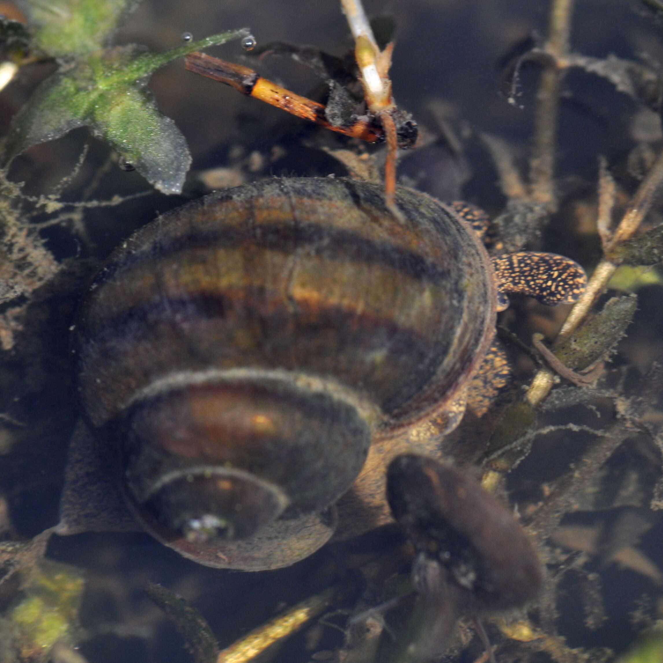 Image of Lister's River Snail