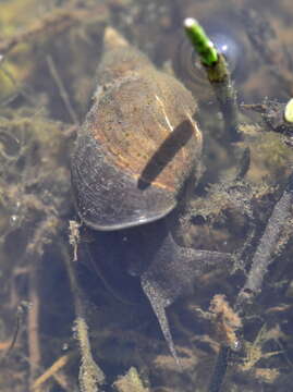 Image of Great Pond Snail