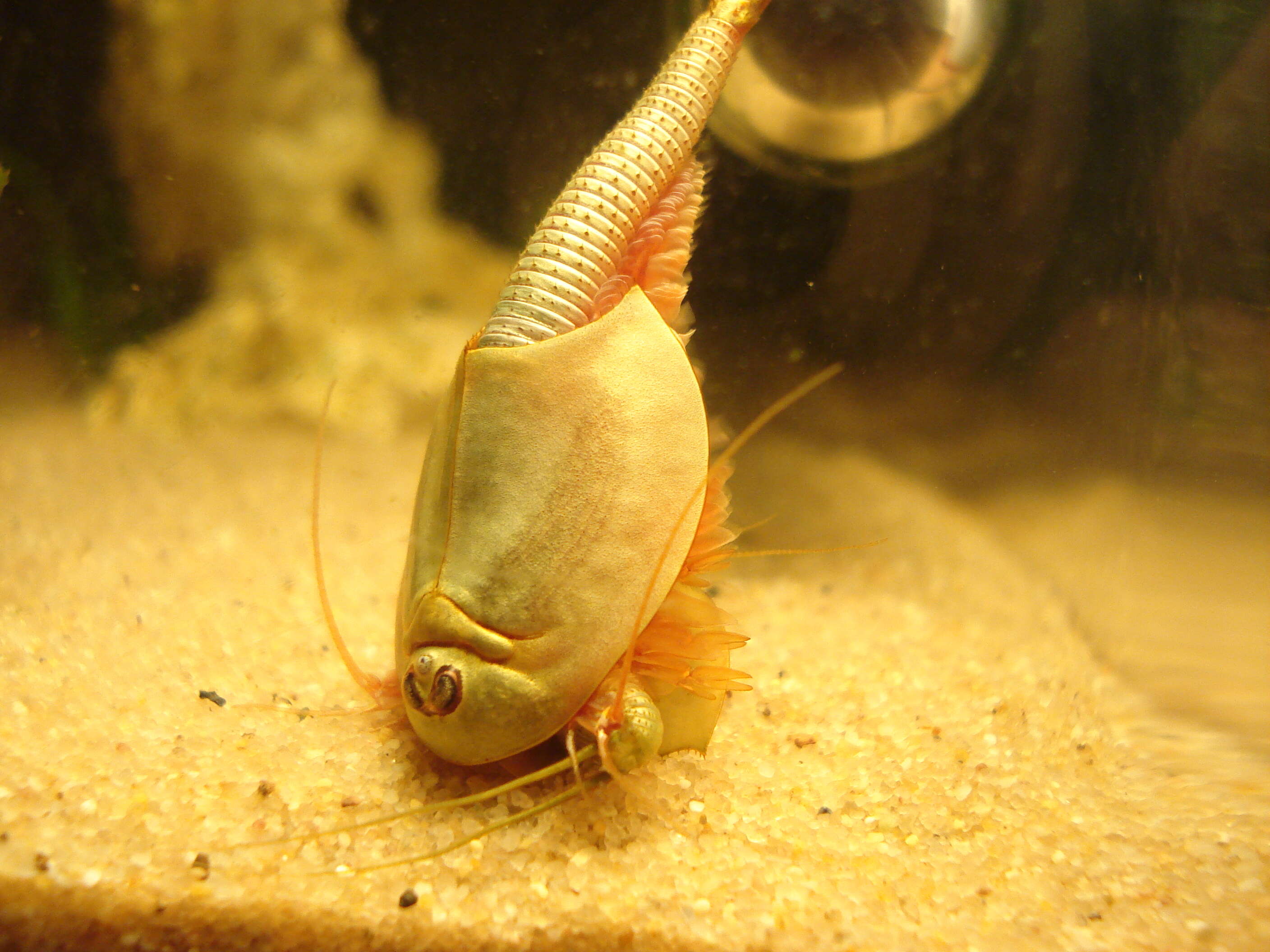 Image of Summer tadpole shrimp