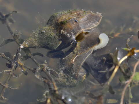 Image of Great Pond Snail