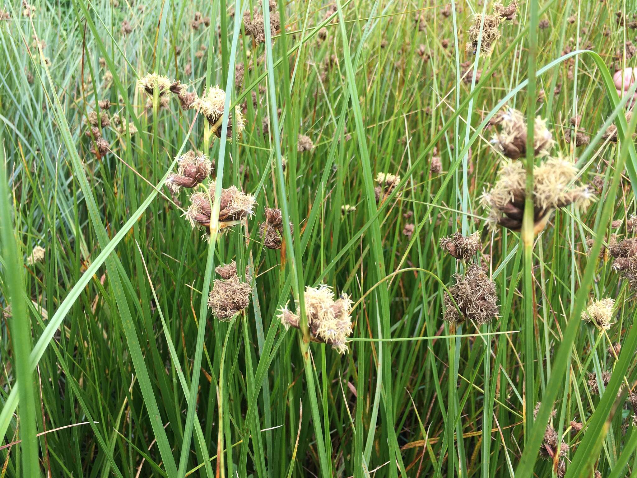 Image of cosmopolitan bulrush