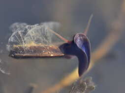 Image of Ram's Horn Snail