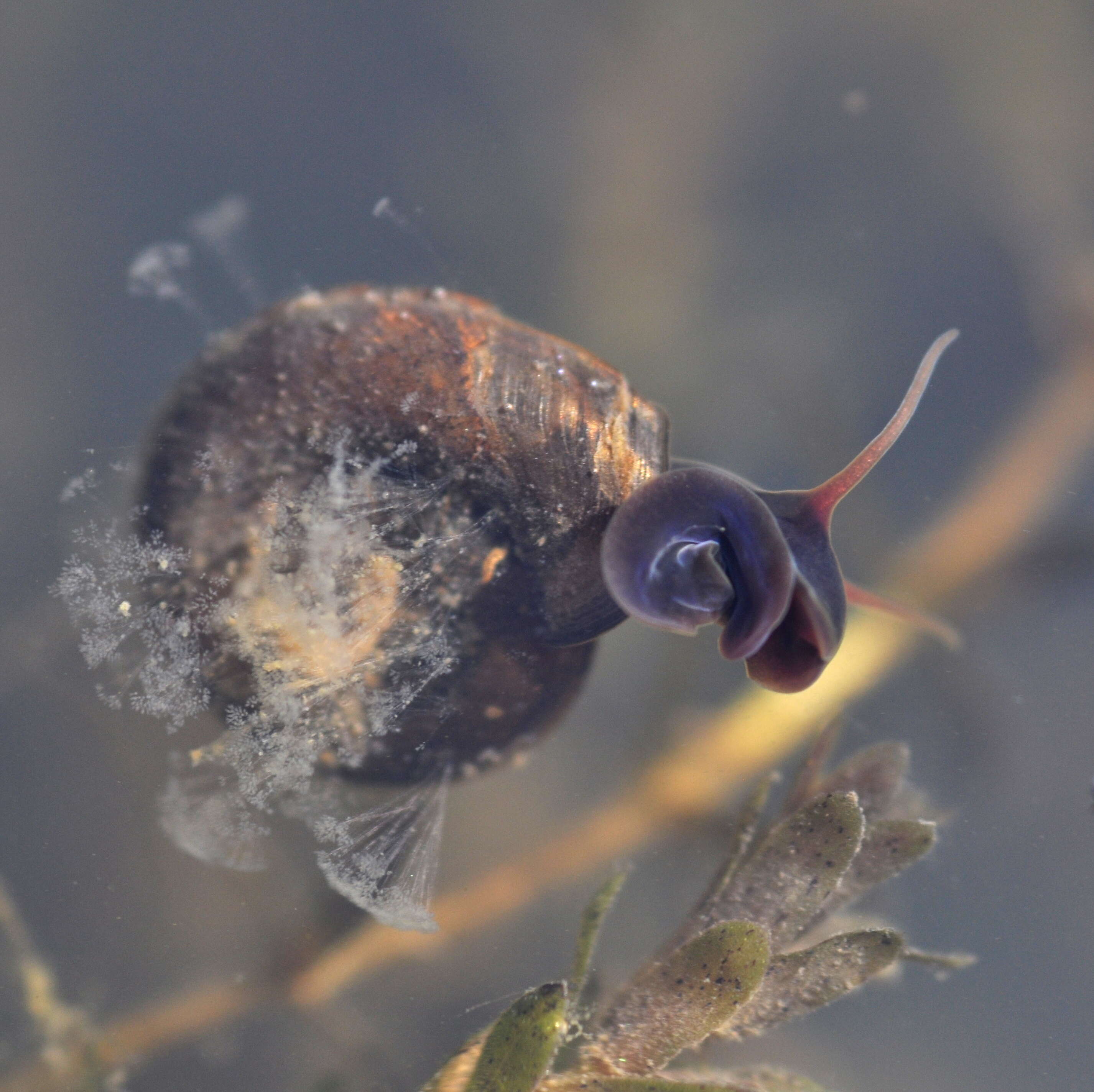 Image of Ram's Horn Snail