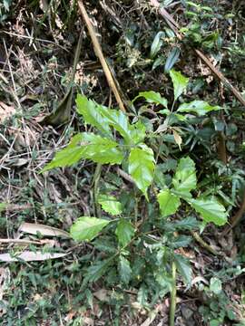 Image of Vitex quinata (Lour.) F. N. Williams