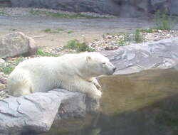 Imagem de urso-polar