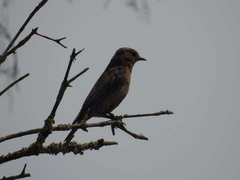 Image of Western Bluebird