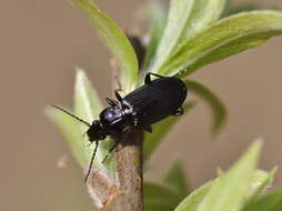 Image of Carabidae