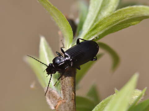 Plancia ëd Pterostichus (Petrophilus) melanarius (Illiger 1798)