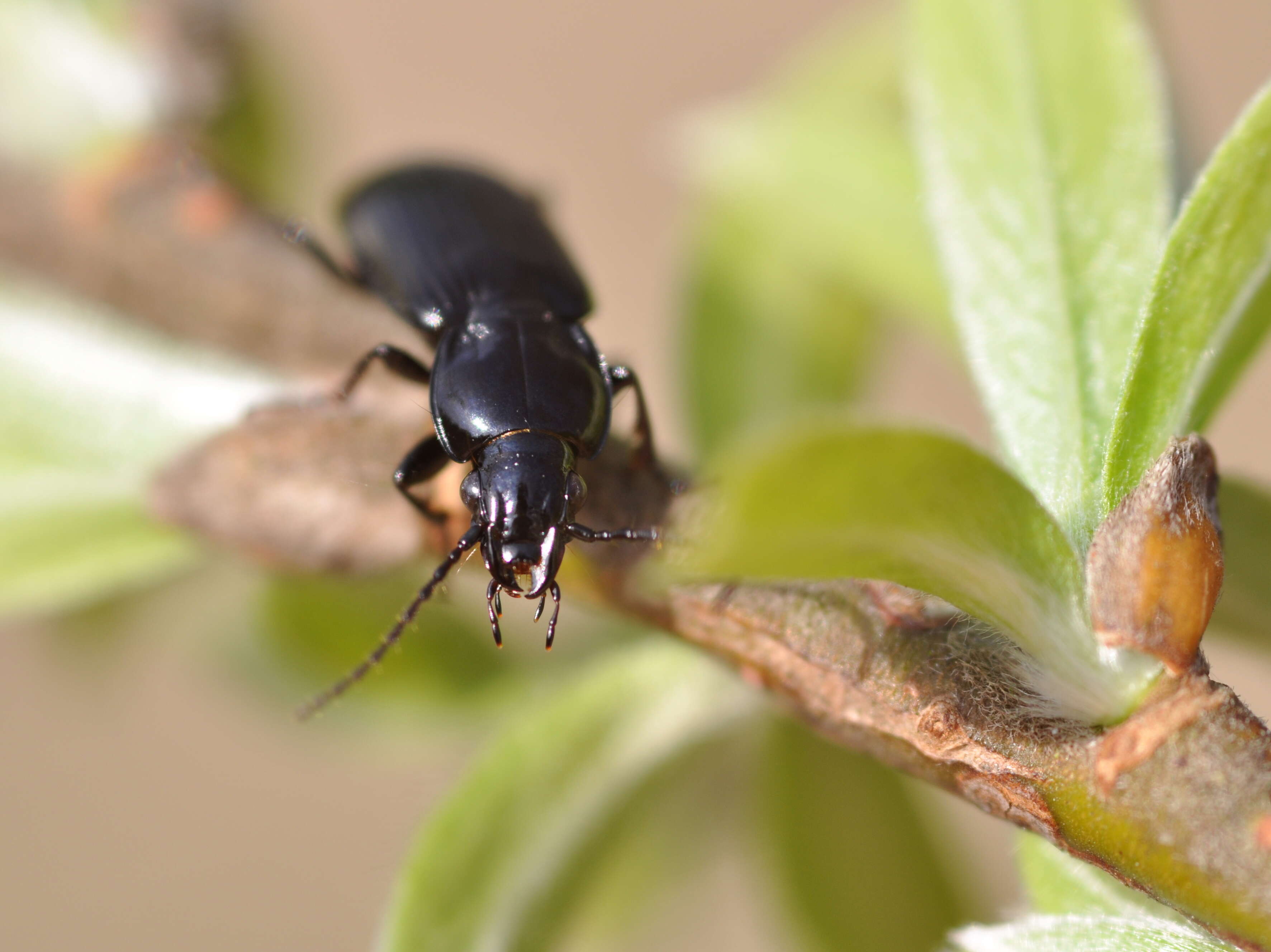 Image of Carabidae