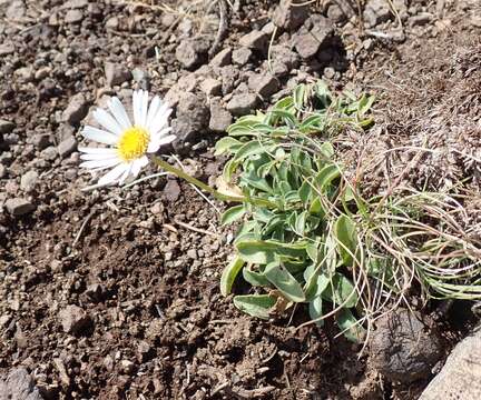 Image of Flett's fleabane