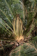 Image of Cycad