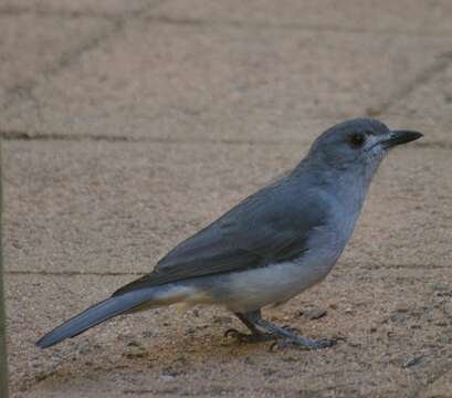 Image of Grey Shrike-thrush