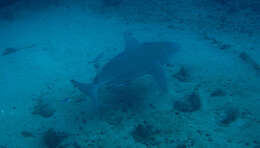 Image of Bull Shark