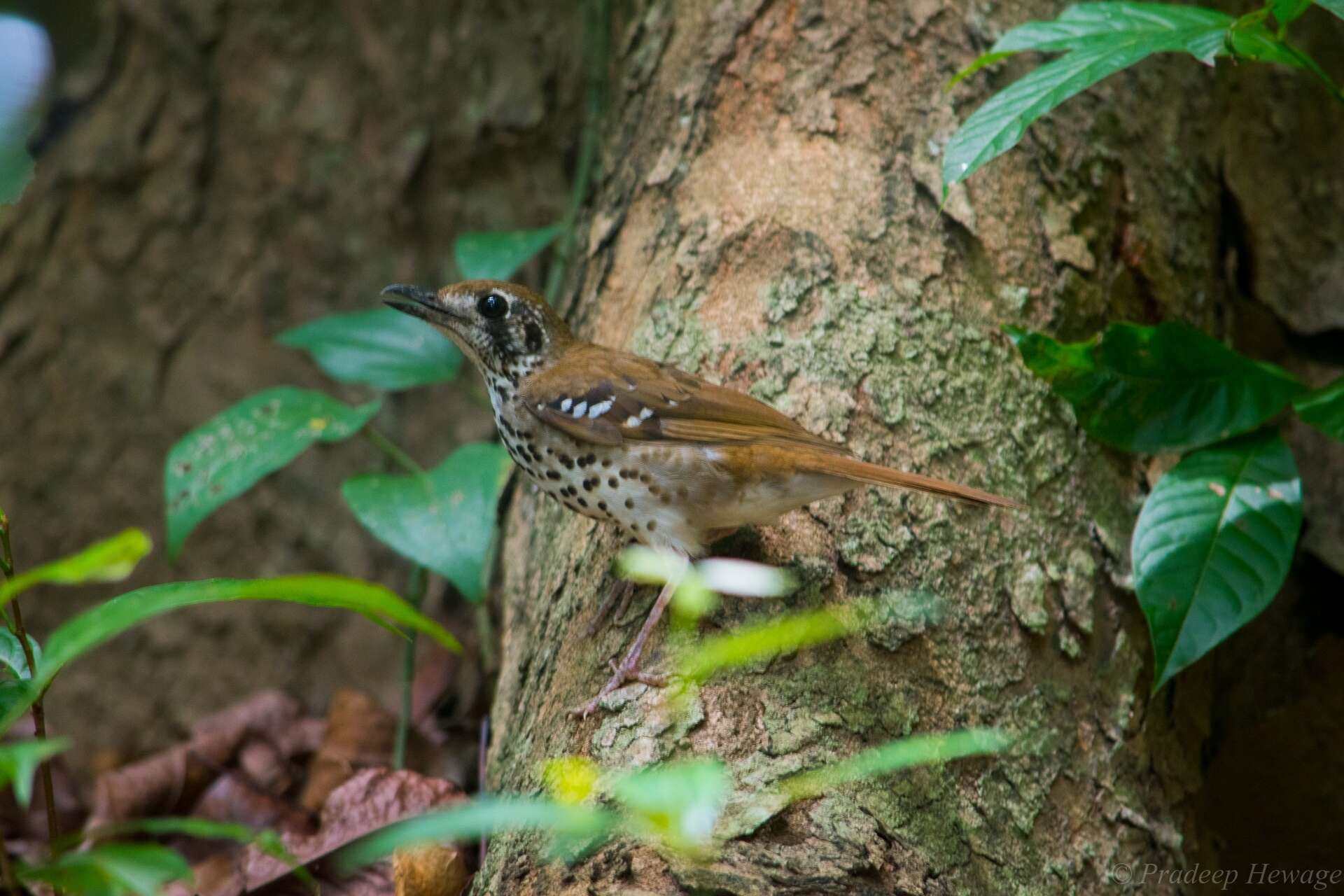 Image of Spot-winged Thrush