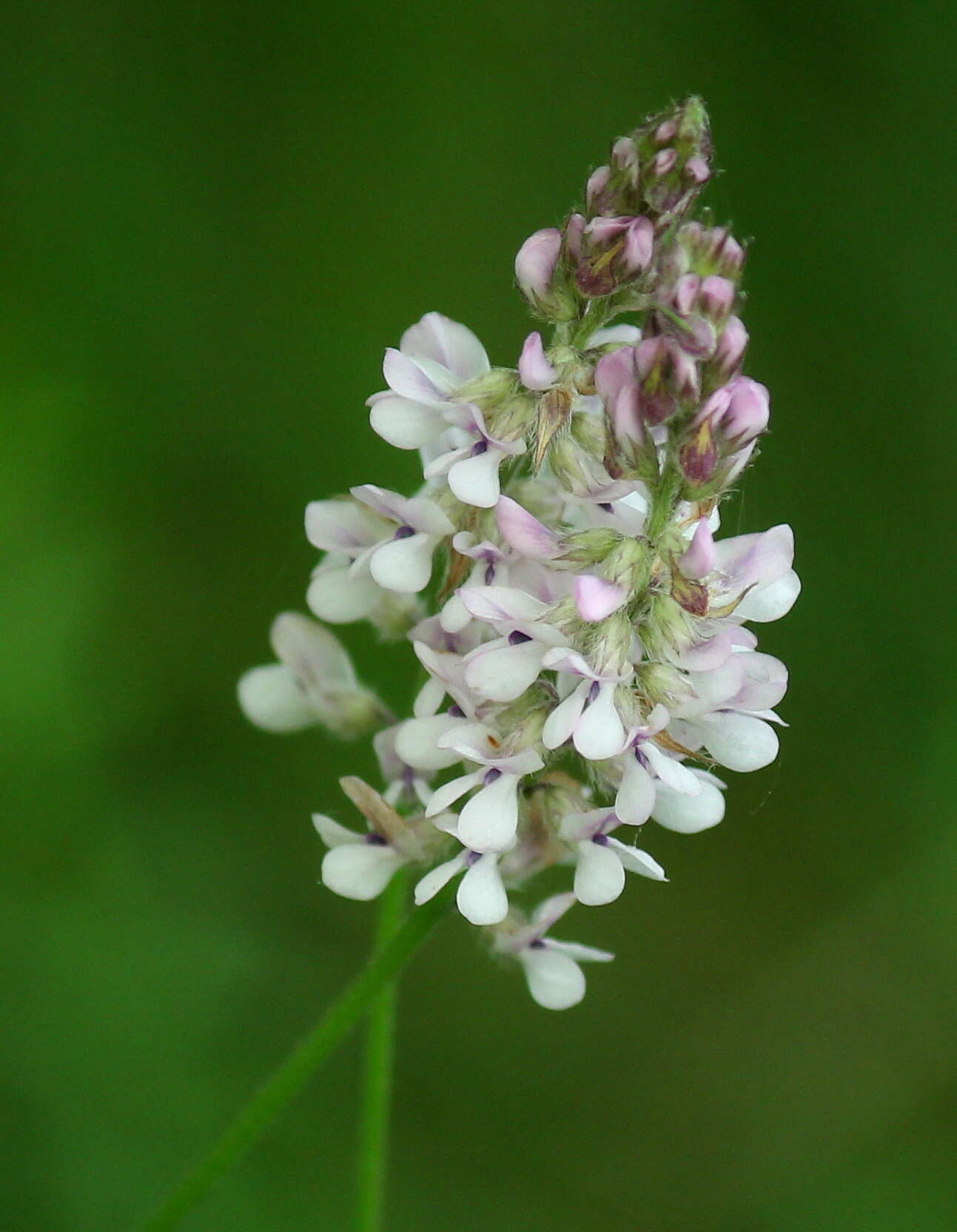 Image of Sampson's-Snakeroot