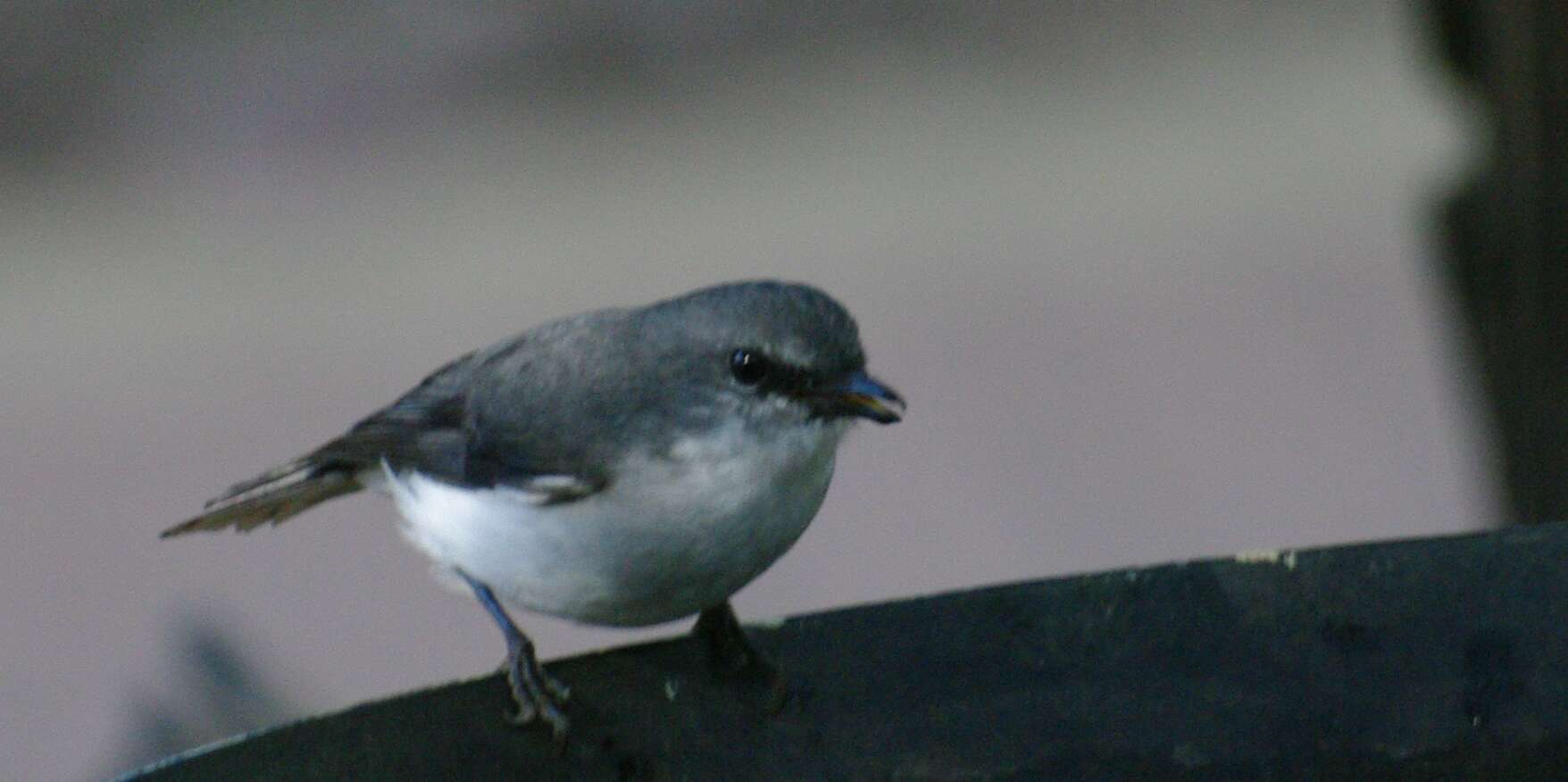 Sivun Eopsaltria georgiana kuva