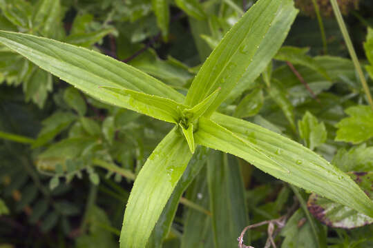 Image of Arnica sachalinensis (Regel) A. Gray