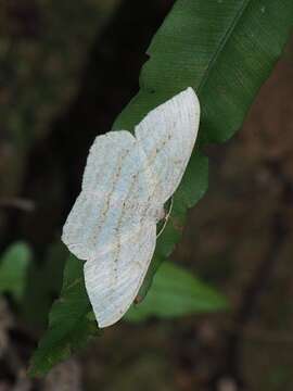 Image of <i>Calletaera obliquata</i>