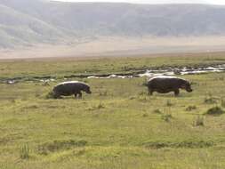 Image of Common Hippopotamus